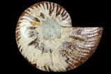 Agatized Ammonite Fossil (Half) - Madagascar #114937-1